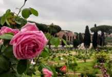 Riapre il roseto, 1.100 varietà in esposizione ROSETO COMUNALE