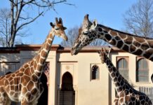 Bioparco, a ottobre “Incontri di natura” giraffa