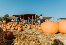 Il Pumpkin Patch più grande di Roma con centinaia di zucche Il Pumpkin Patch più grande di Roma con centinaia di zucche