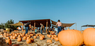 Il Pumpkin Patch più grande di Roma con centinaia di zucche Il Pumpkin Patch più grande di Roma con centinaia di zucche