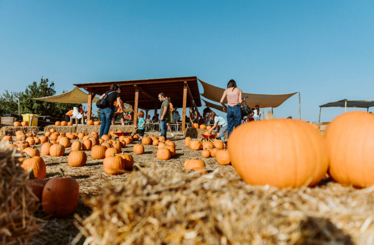 Il Pumpkin Patch più grande di Roma con centinaia di zucche Il Pumpkin Patch più grande di Roma con centinaia di zucche