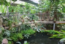 Forest bathing all’Orto Botanico di Roma: una pausa nel verde Forest bathing all’Orto Botanico di Roma: una pausa nel verde