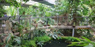 Forest bathing all’Orto Botanico di Roma: una pausa nel verde Forest bathing all’Orto Botanico di Roma: una pausa nel verde