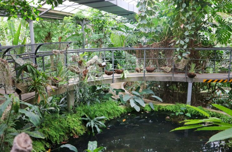 Forest bathing all’Orto Botanico di Roma: una pausa nel verde Forest bathing all’Orto Botanico di Roma: una pausa nel verde