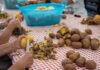 Sagra della Patata e della Zucca: due giorni ad Agricoltura Nuova Sagra della Patata e della Zucca: due giorni ad Agricoltura Nuova